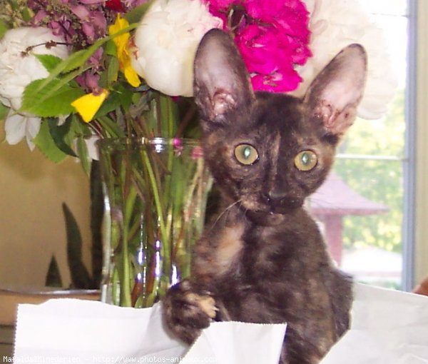 Photo de Cornish rex