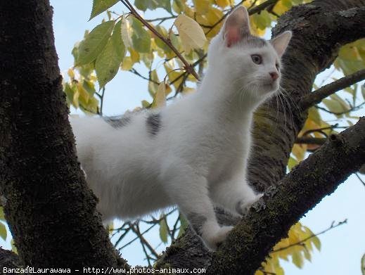 Photo de Chat domestique