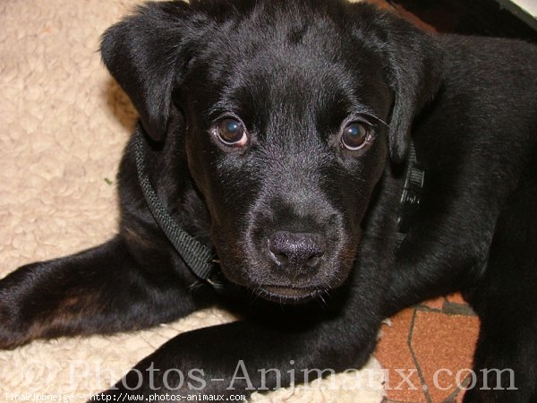 Photo de Rottweiler