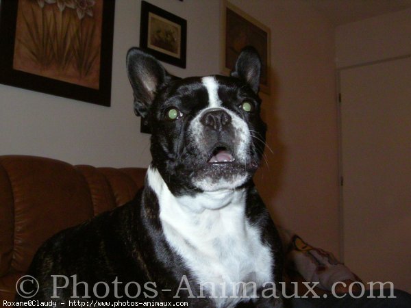 Photo de Boston terrier