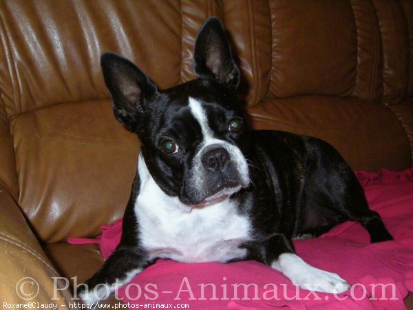 Photo de Boston terrier