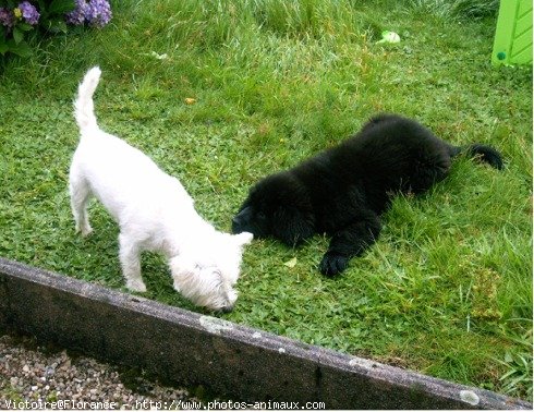 Photo de Chien de terre-neuve