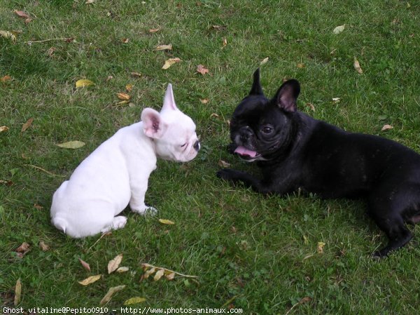 Photo de Bouledogue franais