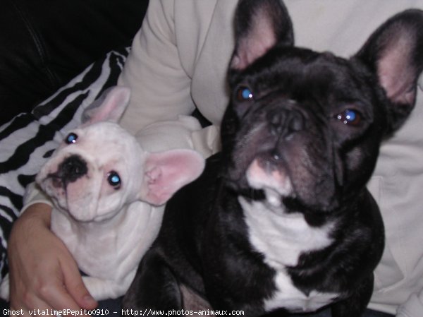 Photo de Bouledogue franais