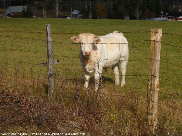 Photo de Vache