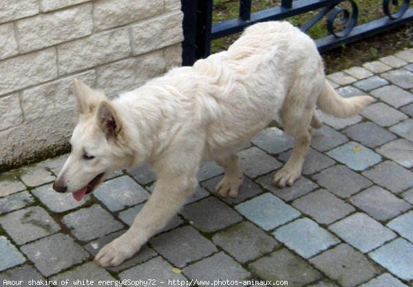 Photo de Berger blanc suisse