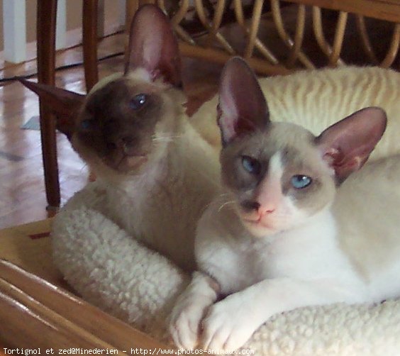 Photo de Cornish rex