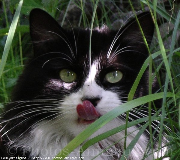 Photo de Chat domestique