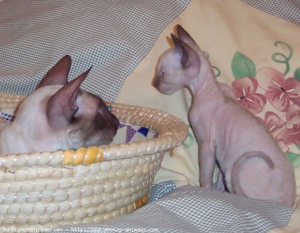 Photo de Cornish rex