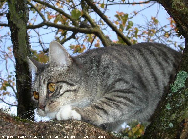 Photo de Chat domestique