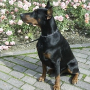 Photo de Dobermann