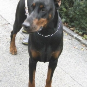 Photo de Dobermann