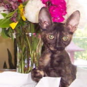 Photo de Cornish rex