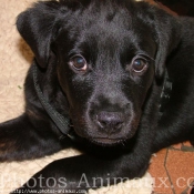 Photo de Rottweiler