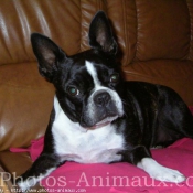 Photo de Boston terrier