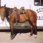 Photo de Quarter horse