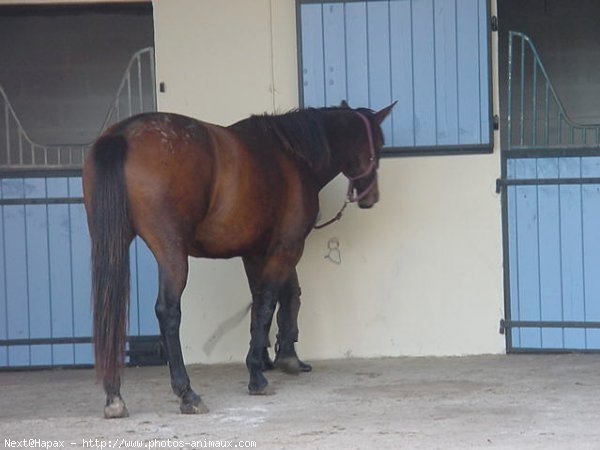 Photo de Trakehner