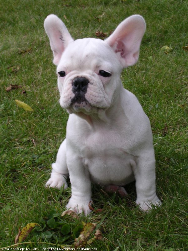 Photo de Bouledogue franais