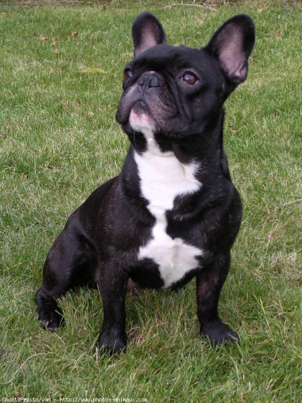 Photo de Bouledogue franais