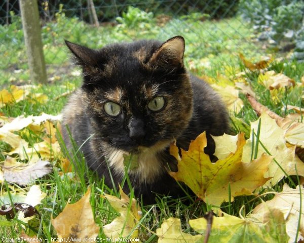 Photo de Chat domestique