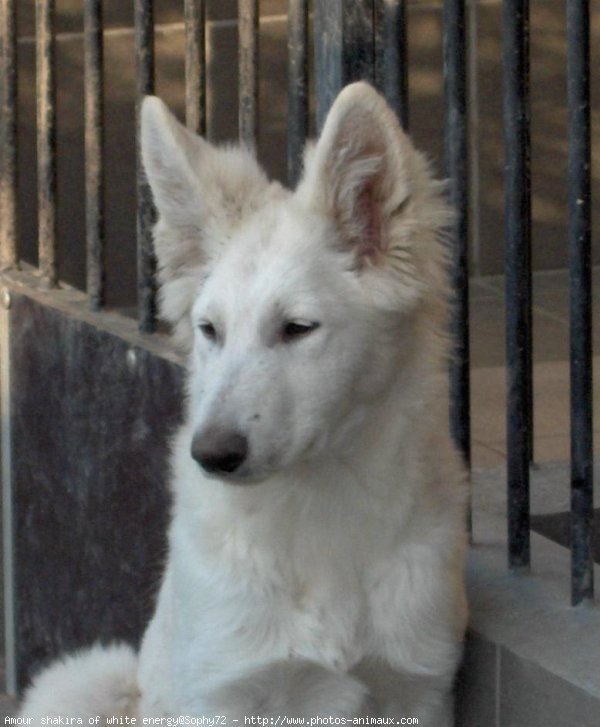 Photo de Berger blanc suisse