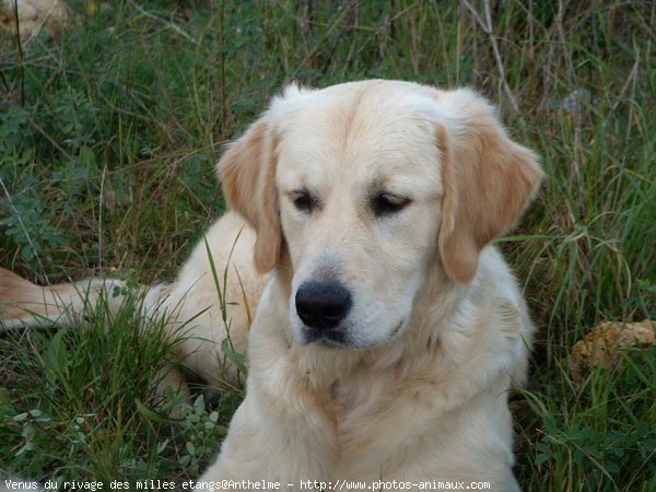 Photo de Golden retriever