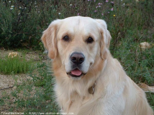 Photo de Golden retriever