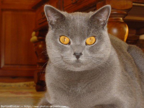 Photo de Chartreux