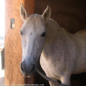 Photo de Camargue