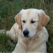 Photo de Golden retriever