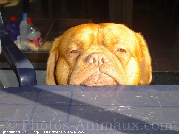 Photo de Dogue de bordeaux