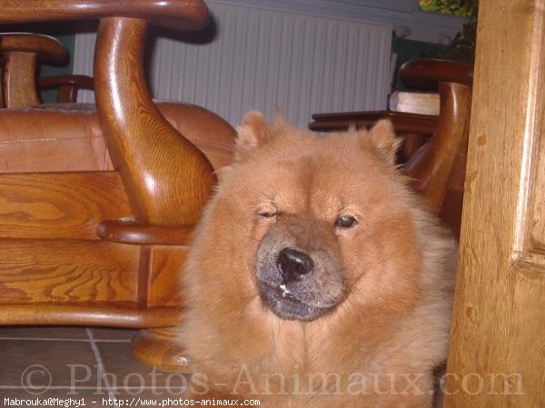 Photo de Chow chow