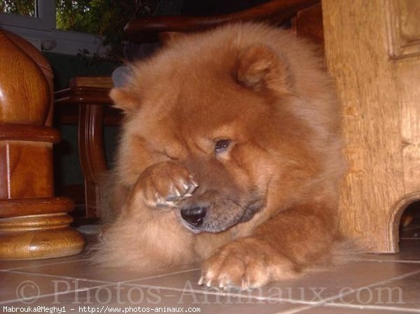 Photo de Chow chow