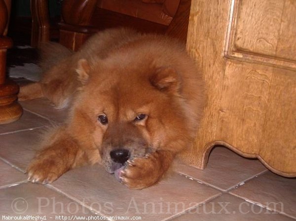 Photo de Chow chow