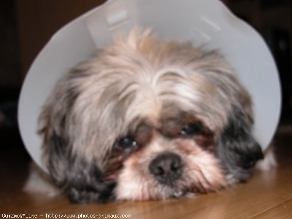 Photo de Shih tzu