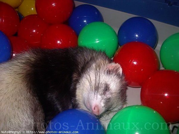 Photo de Furet