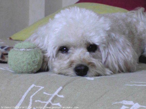 Photo de Bichon havanais