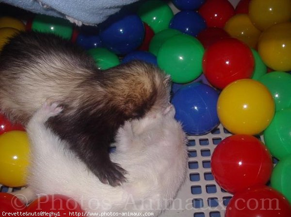 Photo de Furet