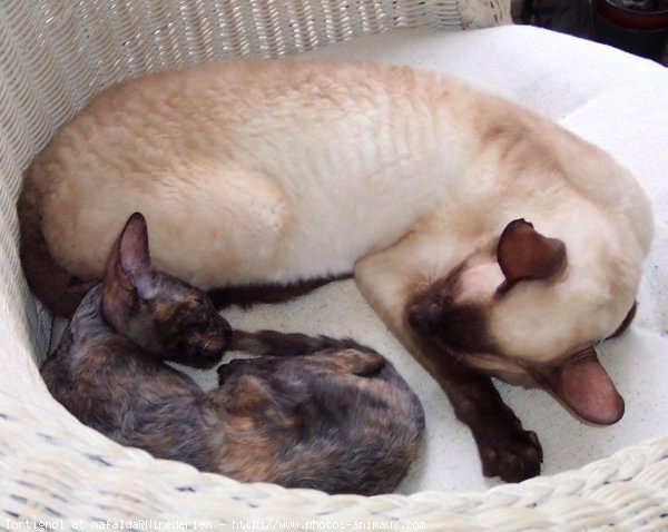 Photo de Cornish rex