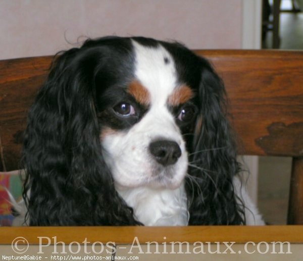 Photo de Cavalier king charles spaniel