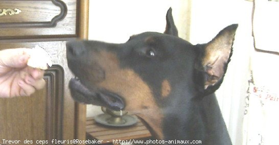 Photo de Dobermann