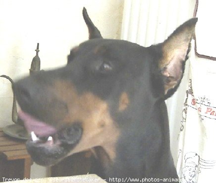 Photo de Dobermann