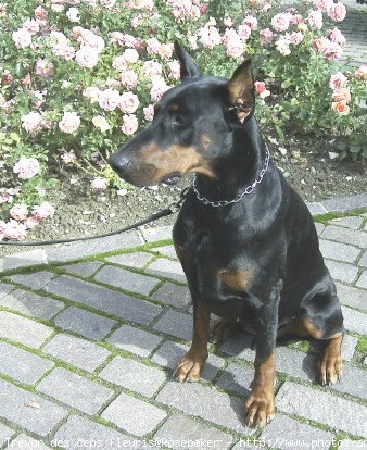 Photo de Dobermann