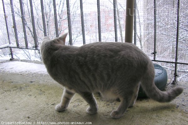 Photo de Chat domestique