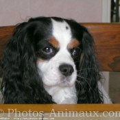 Photo de Cavalier king charles spaniel