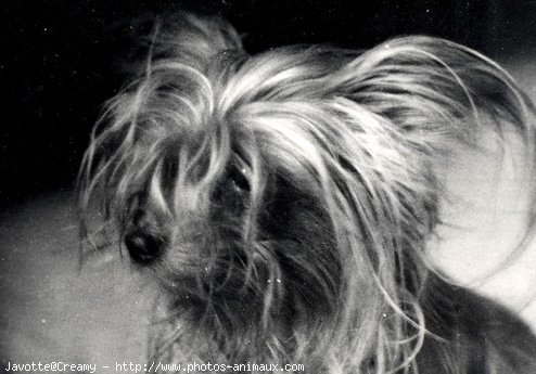 Photo de Yorkshire terrier