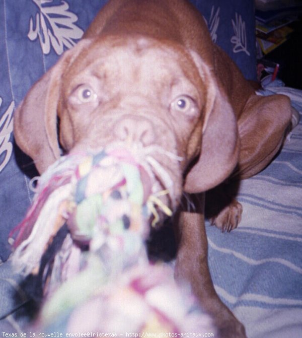 Photo de Dogue de bordeaux