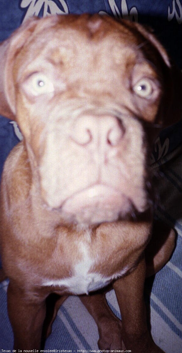 Photo de Dogue de bordeaux