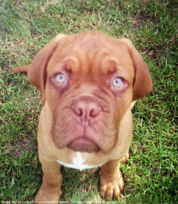 Photo de Dogue de bordeaux