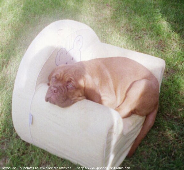 Photo de Dogue de bordeaux